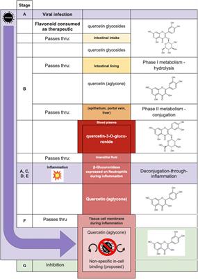 Polyphenolic promiscuity, inflammation-coupled selectivity: Whether PAINs filters mask an antiviral asset